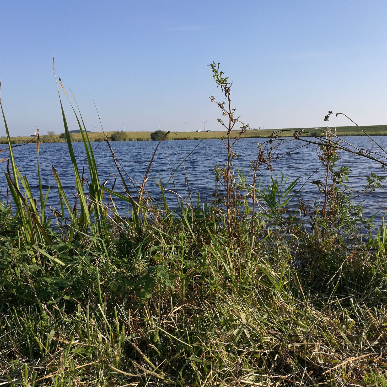 Poldersee Hollersiel angeln