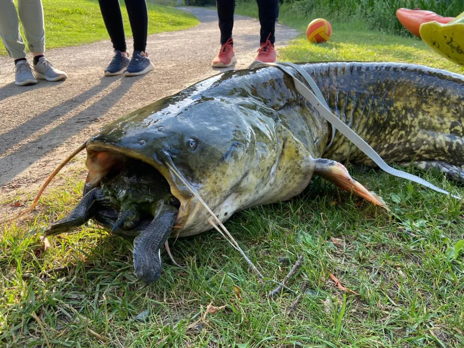 Kiessee Göttingen angeln