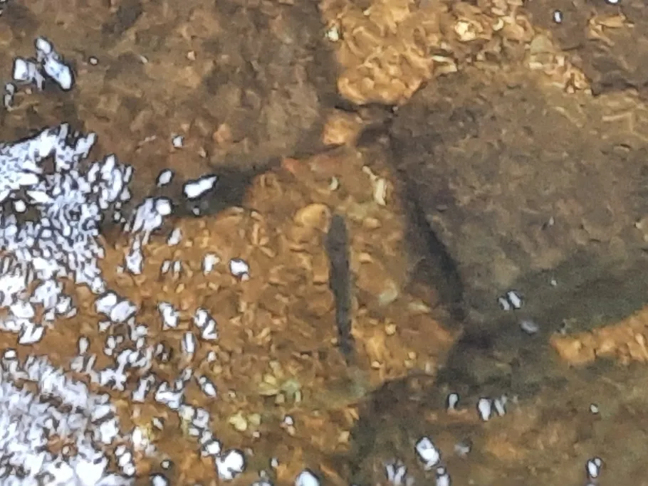 Kalte Bode (Elend) angeln