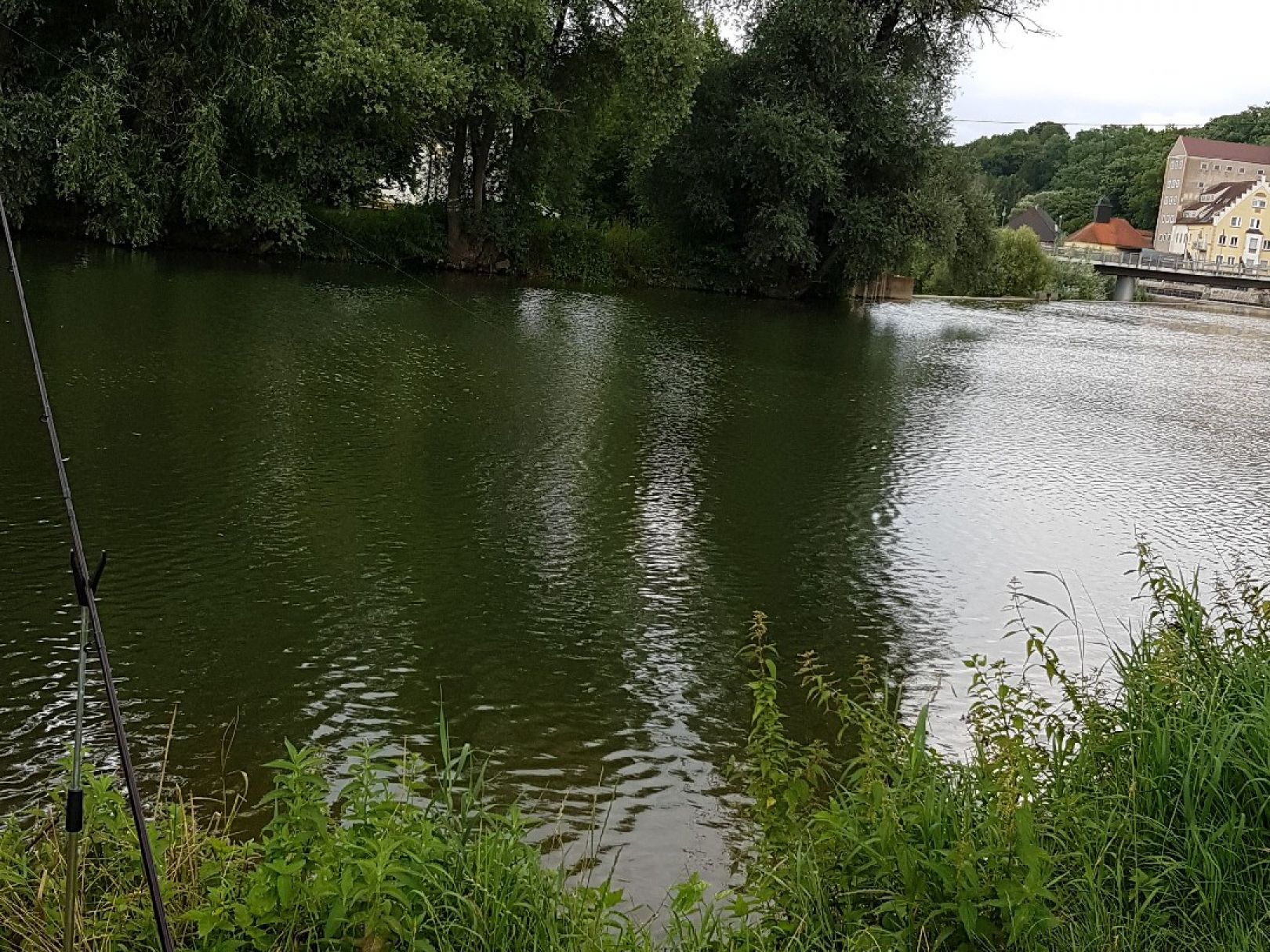 Neckar (Mittelstadt) angeln