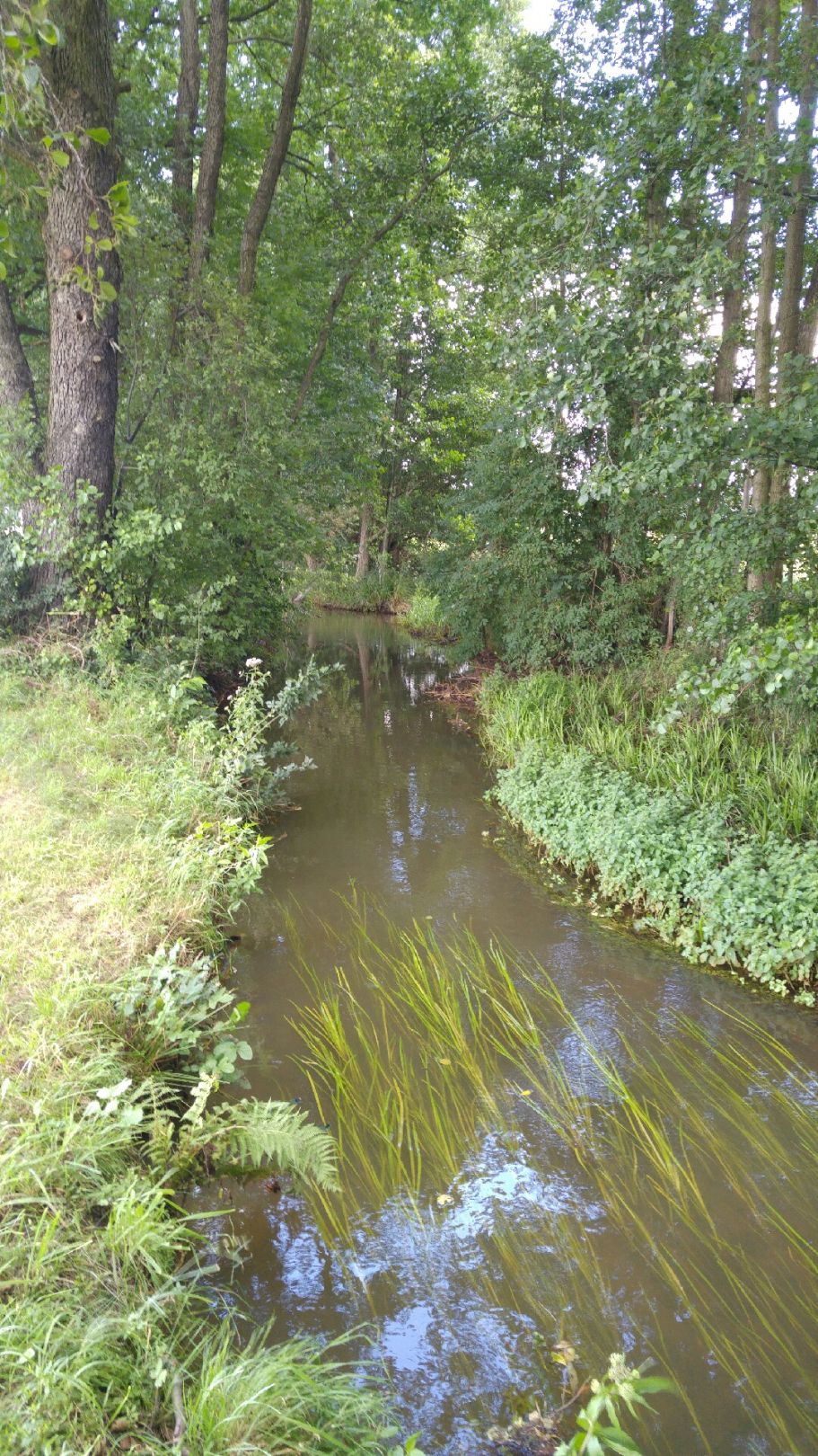 Koselmühlenfließ angeln