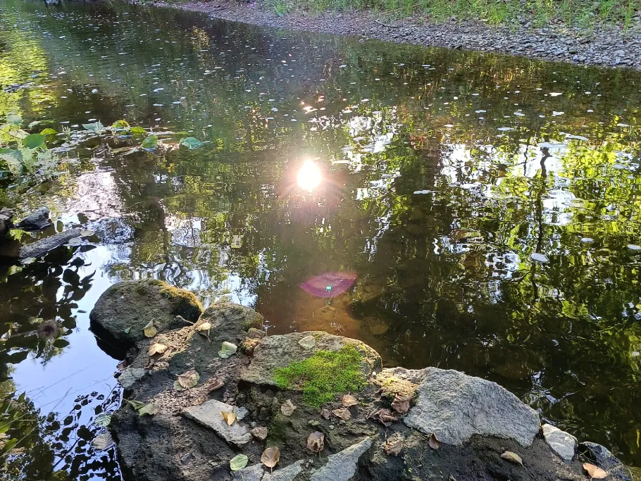 Müglitz (Dohna) angeln