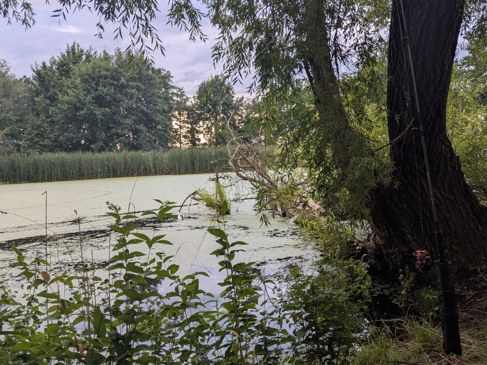 Vorsperre (Rennersdorf) angeln