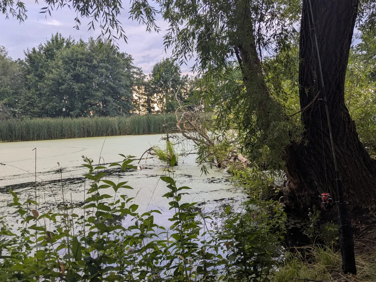 Vorsperre (Rennersdorf) angeln