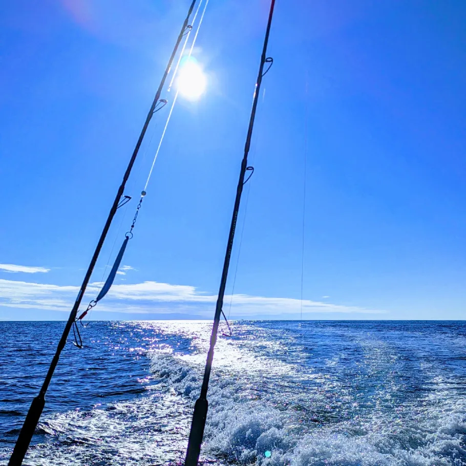 Nordmeer (Tromsø) angeln