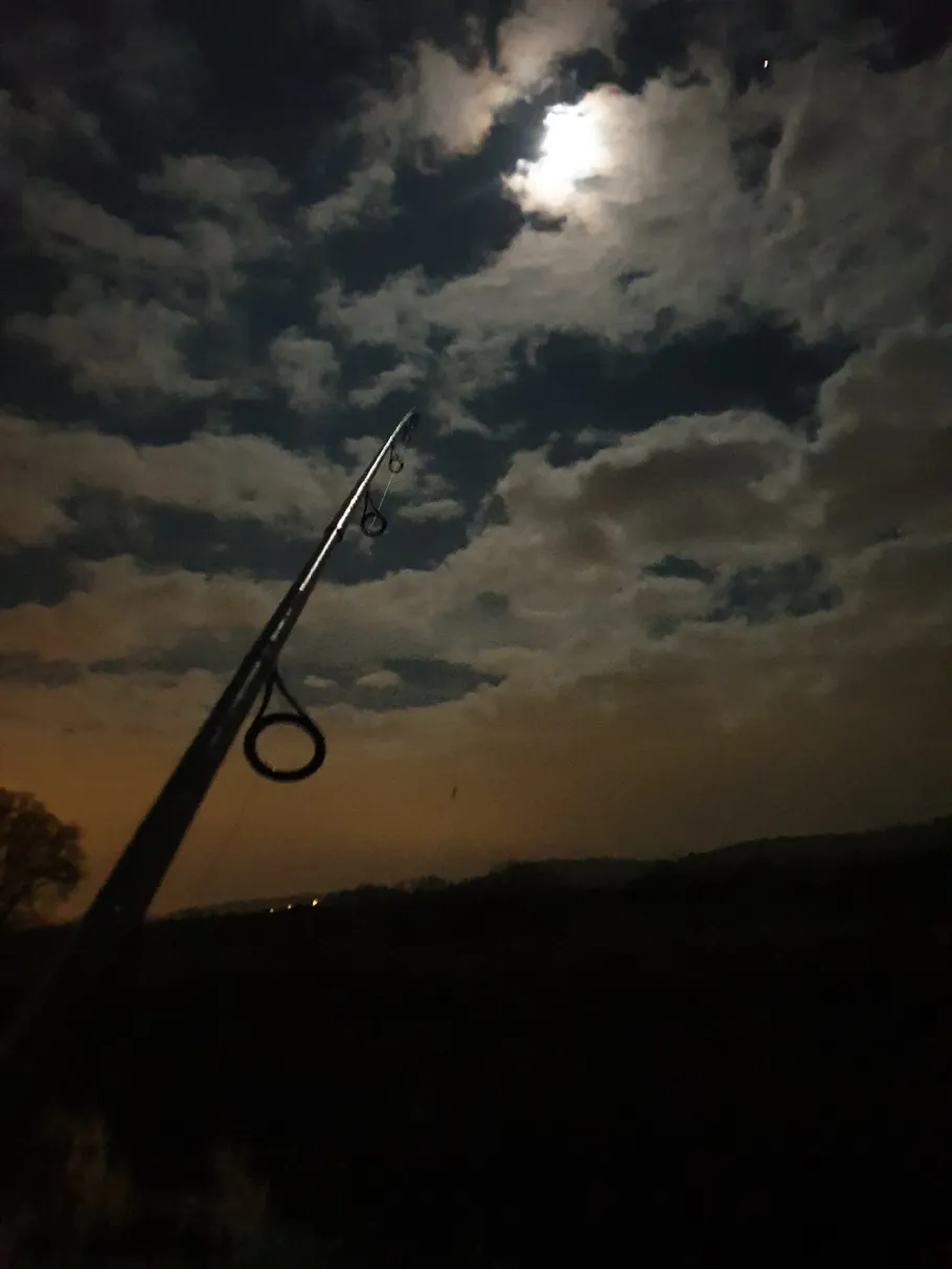 Elbe (Coswig) angeln