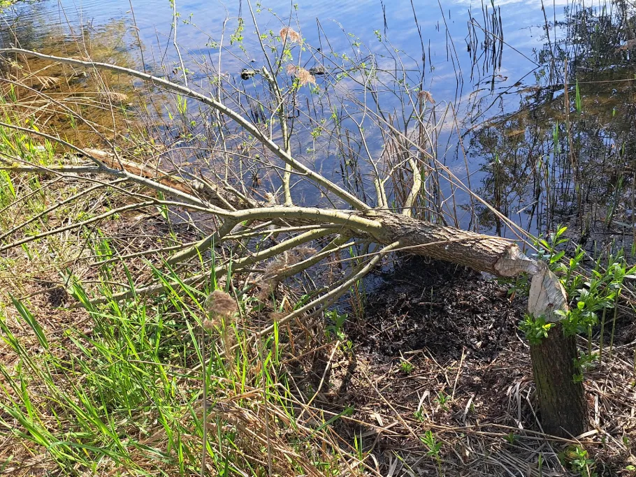 Dreyer Hafen (Alte Weser) angeln