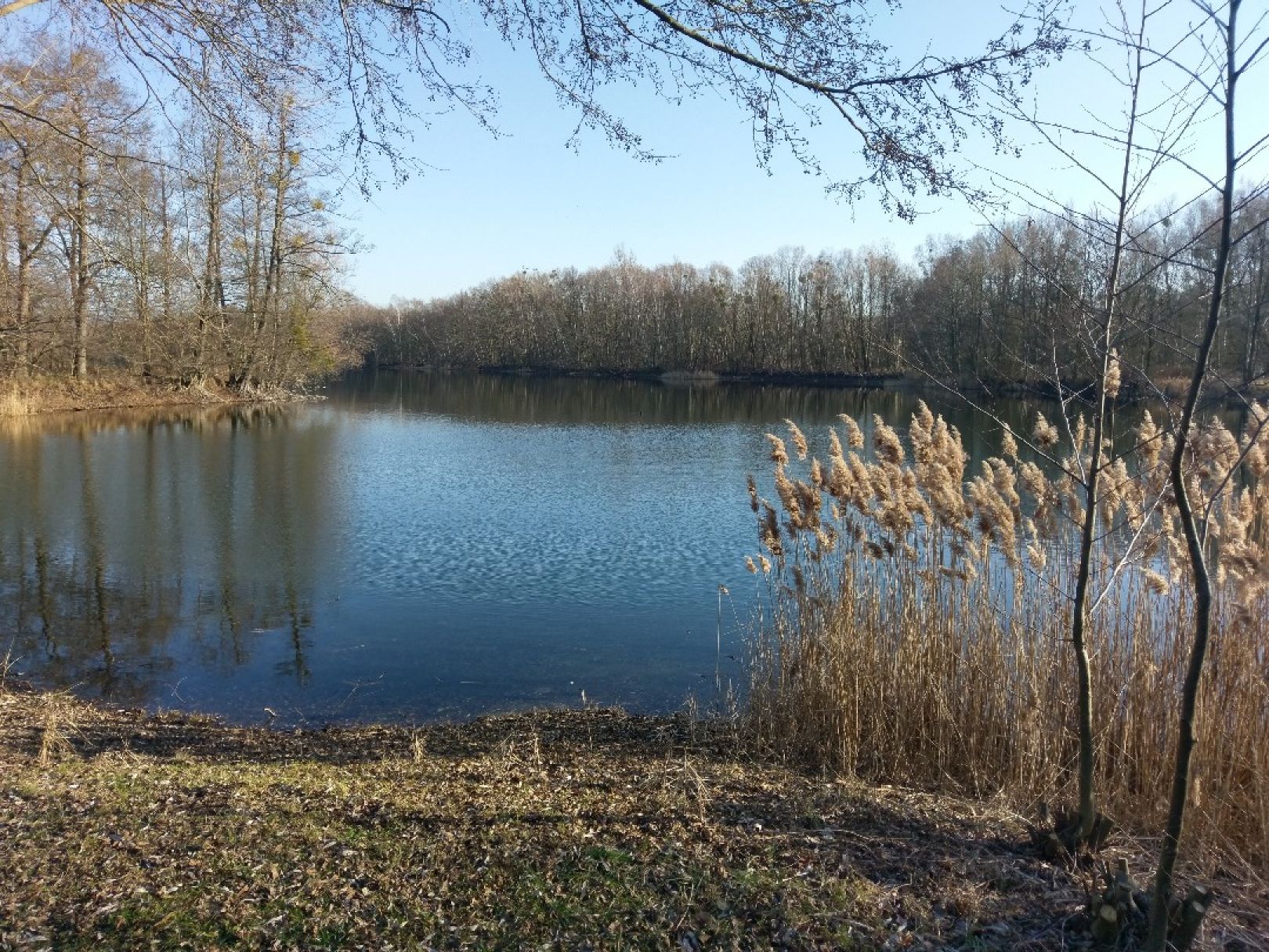 Nymphenteich (Brieselang) angeln
