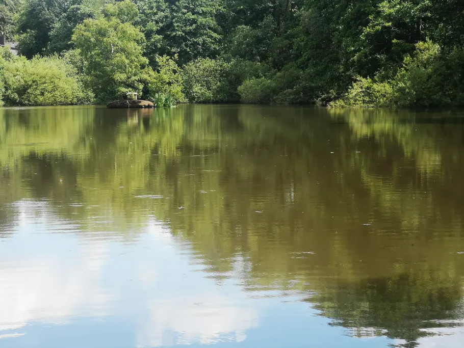 Teich am Sternberg (Frankenau) angeln