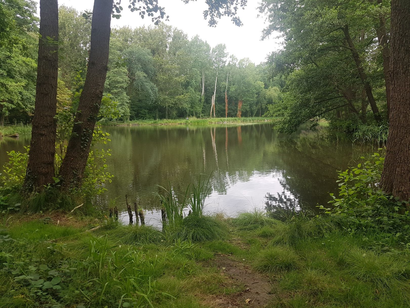 Waldmühlenteich (Coswig) angeln