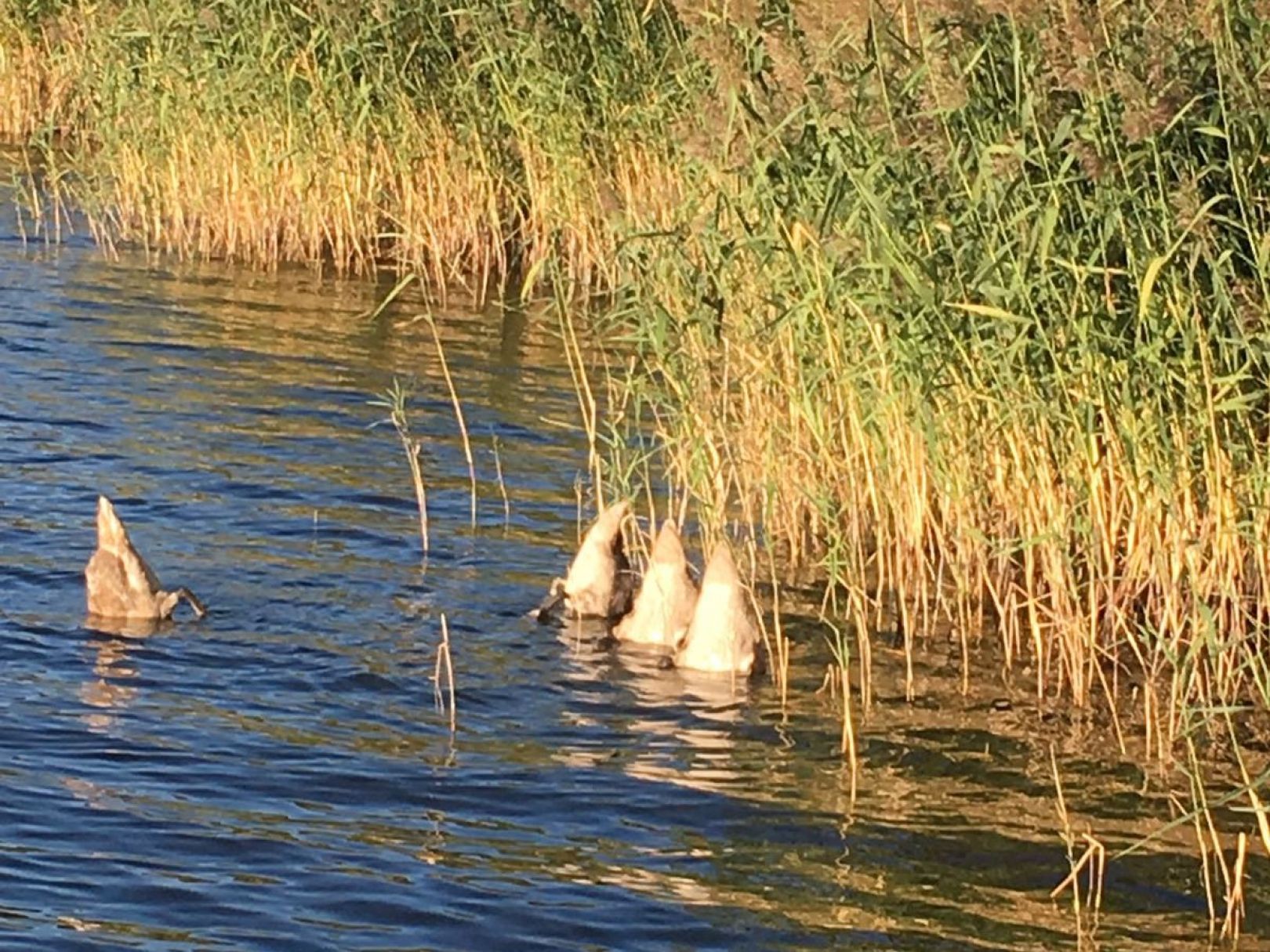 Klappgraben (Neuruppin) angeln