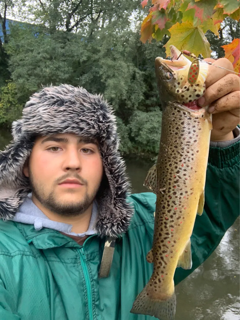 Lahn (Lollar) angeln