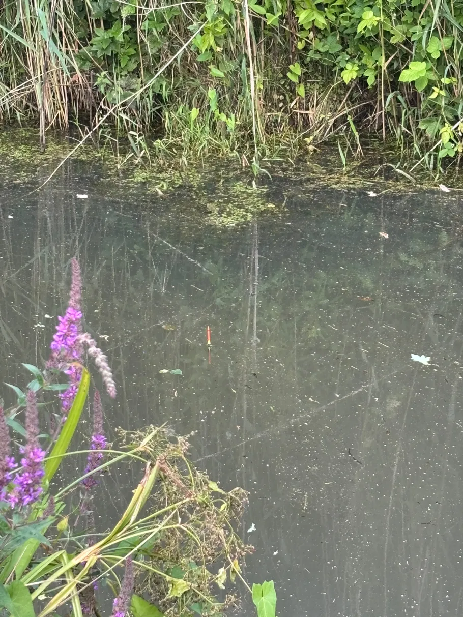 Altonaer Mühlbach angeln