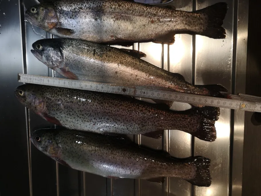 Wallon's Forellensee angeln