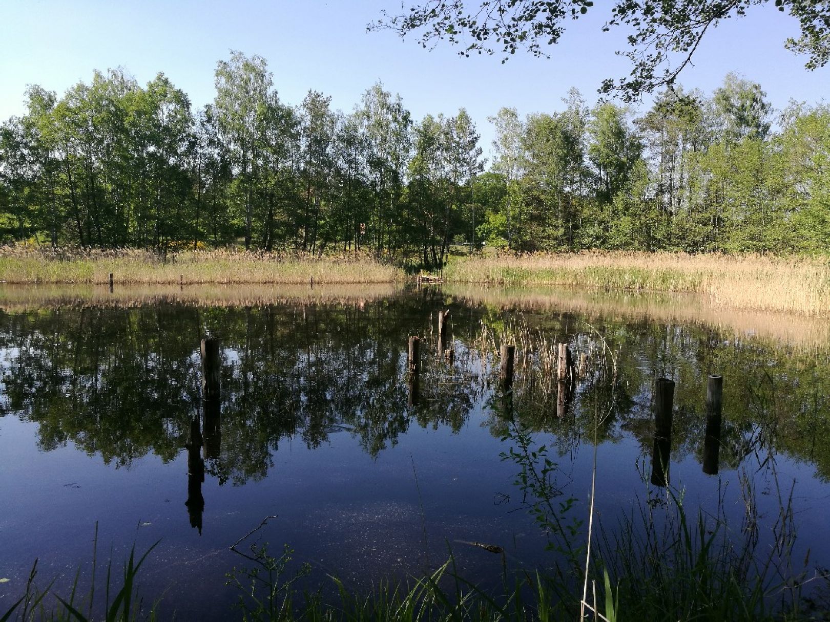 Kleine Adria (Dessau) angeln