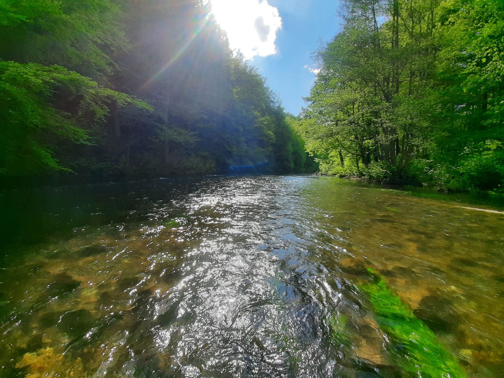 Zwickauer Mulde (Langenbach) angeln