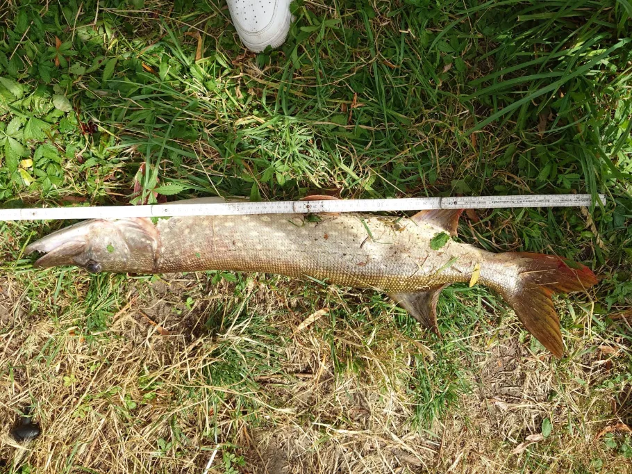 Ziegelsee Hohenlandin angeln