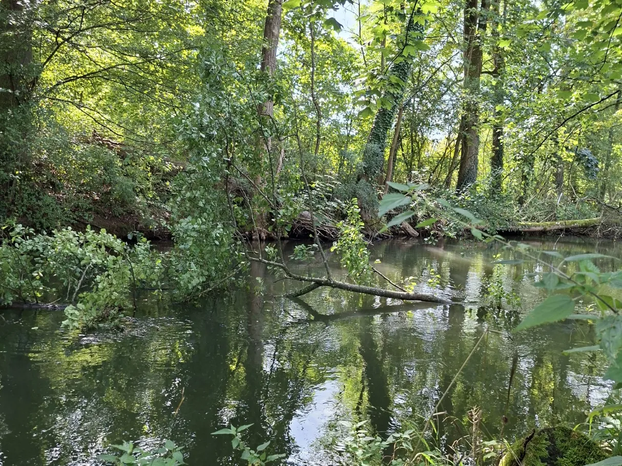Pegnitz (Reichenschwand) angeln