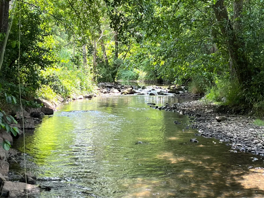 Saubach (Amorbach) angeln