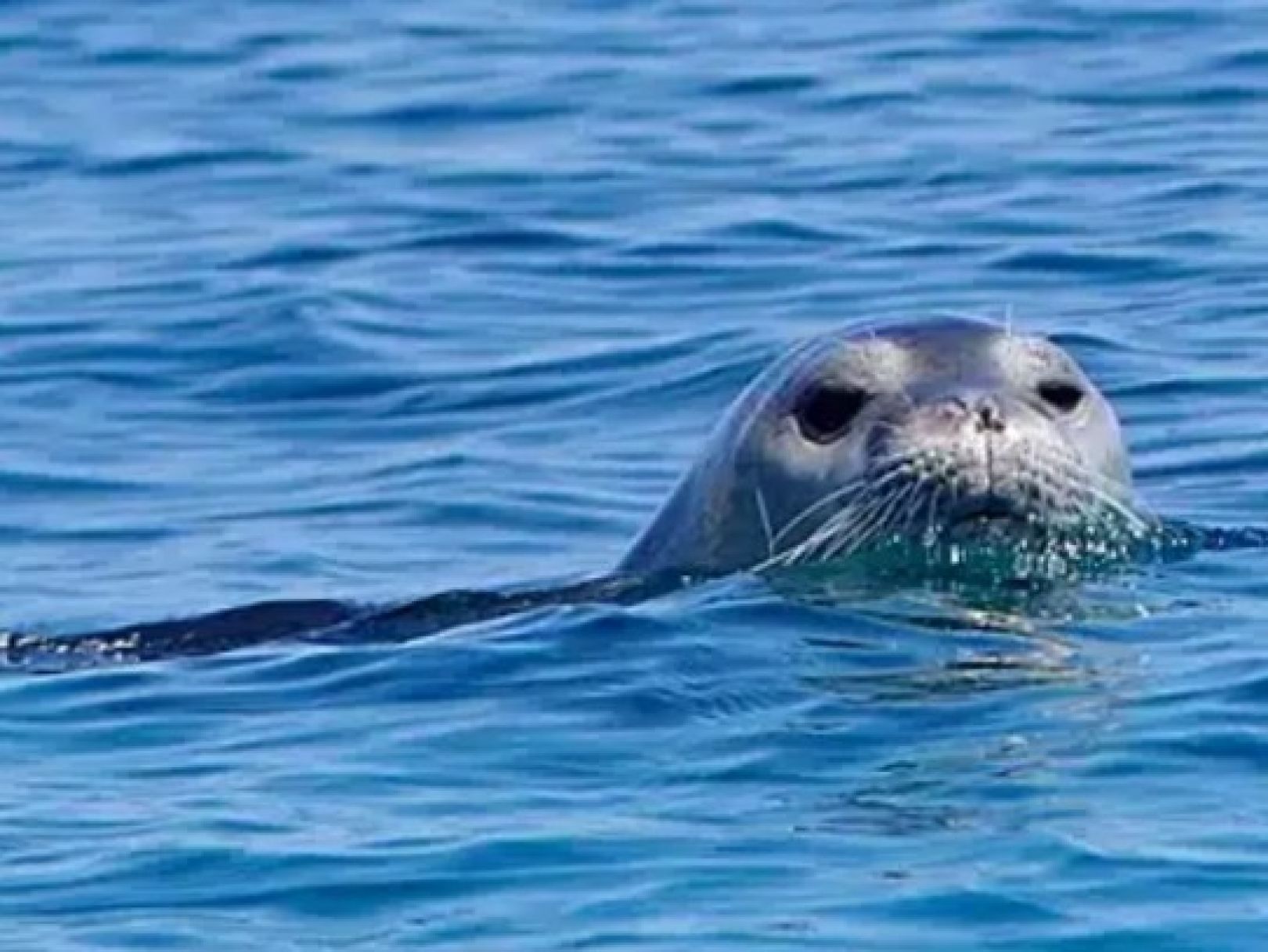 Hafen (Nea Peramos) angeln