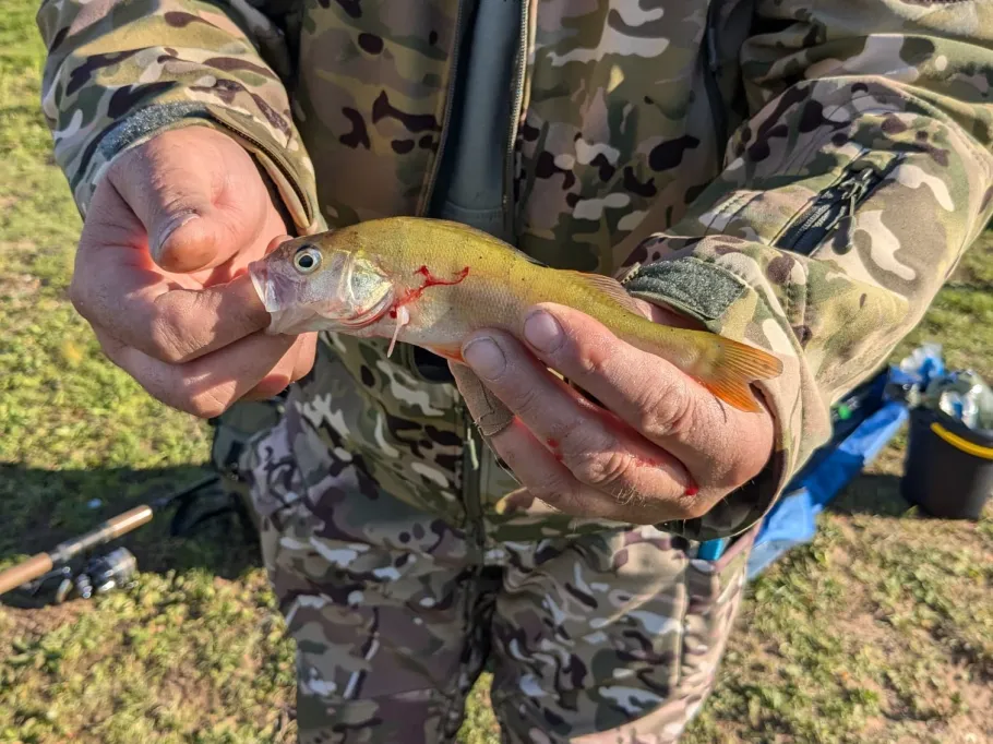 Het Zwarte Schaar angeln