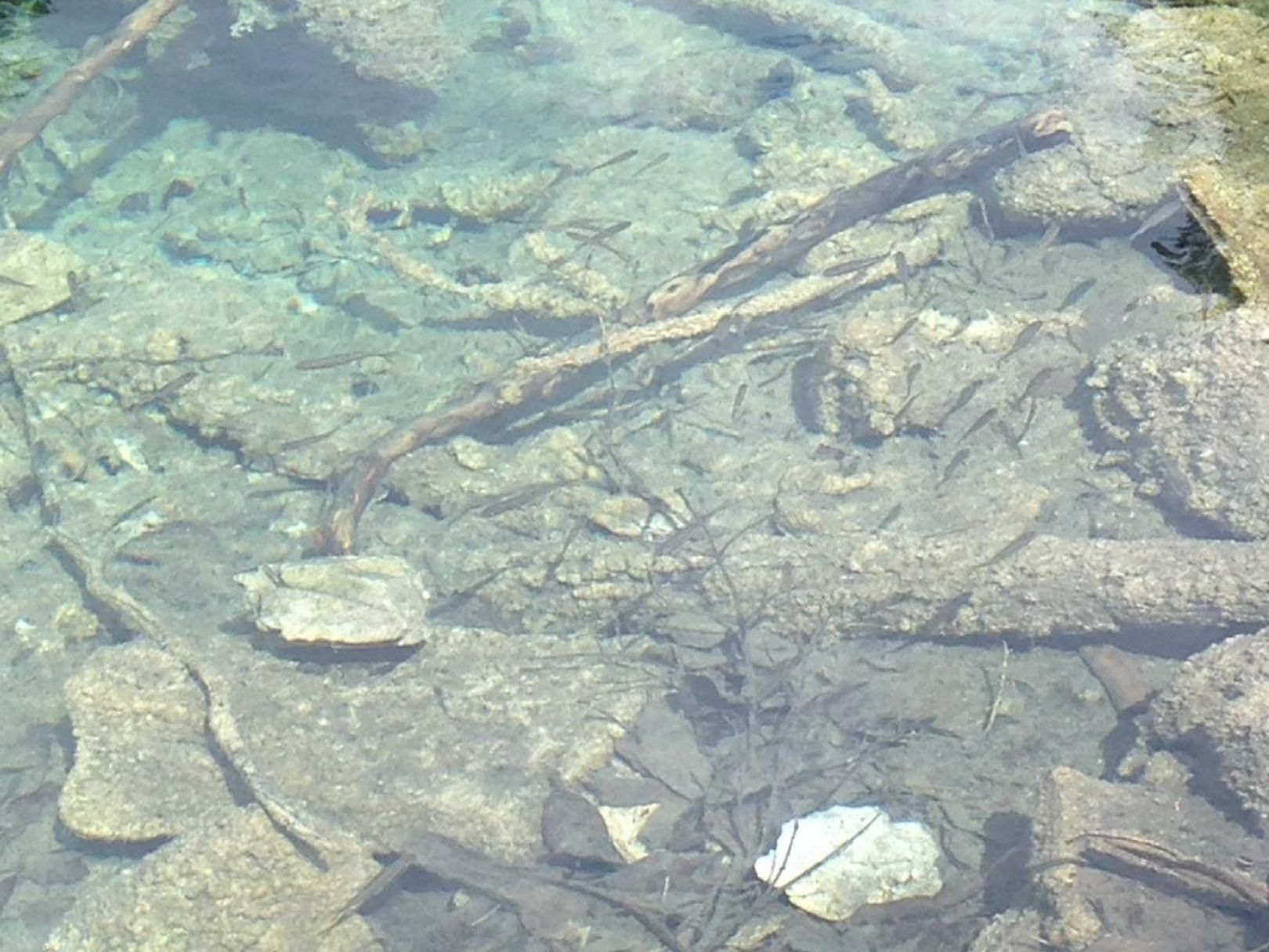 Eibsee angeln