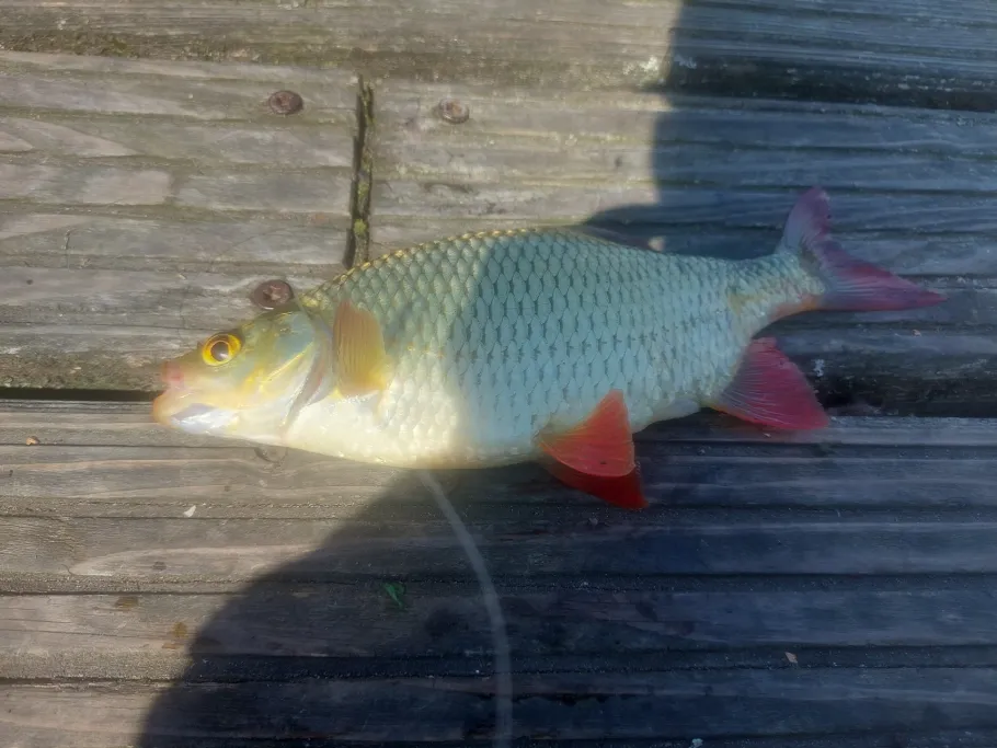 Libowsee (Glasewitz) angeln