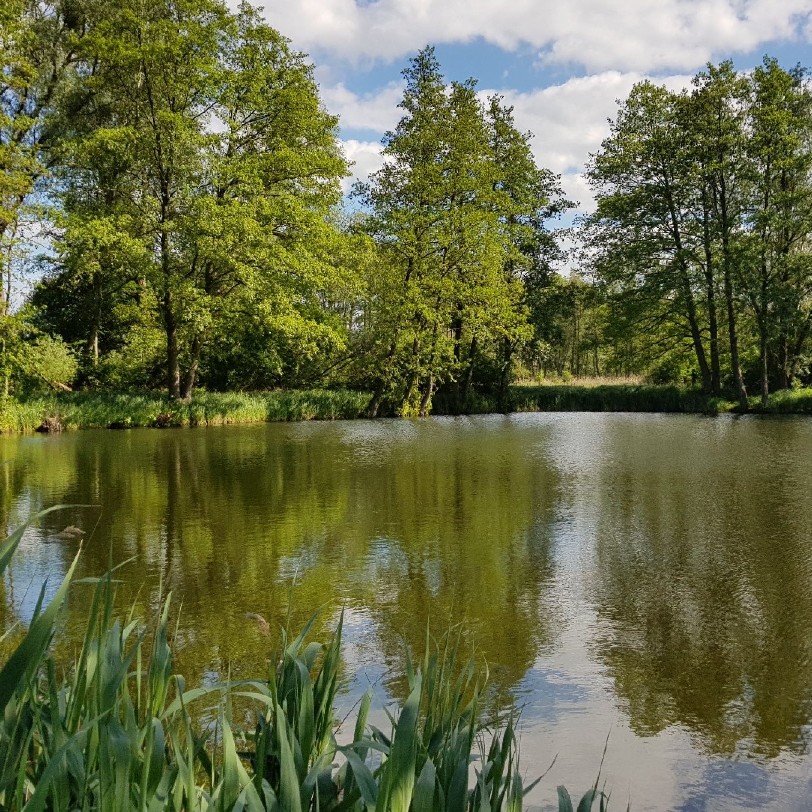 Tongrube Bärenkamp (Eggesin) angeln