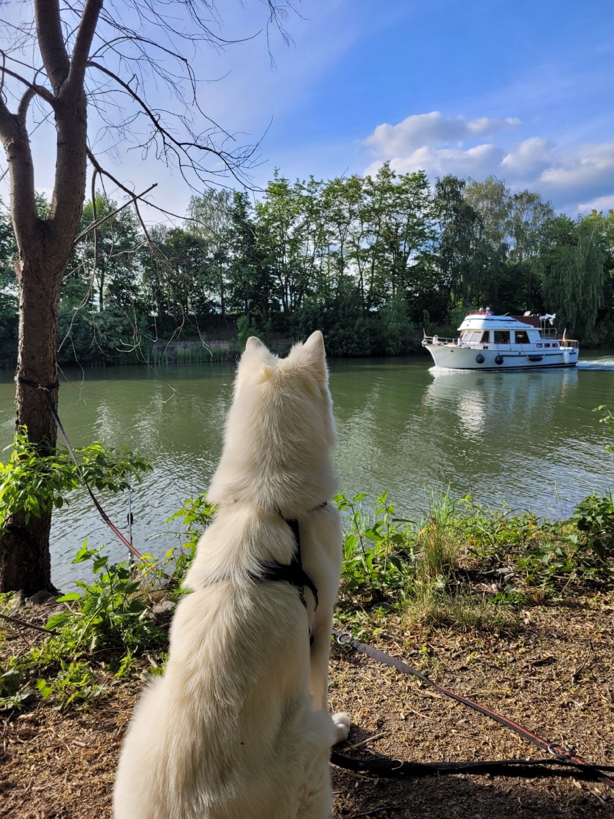 Mittellandkanal (Braunschweig) angeln