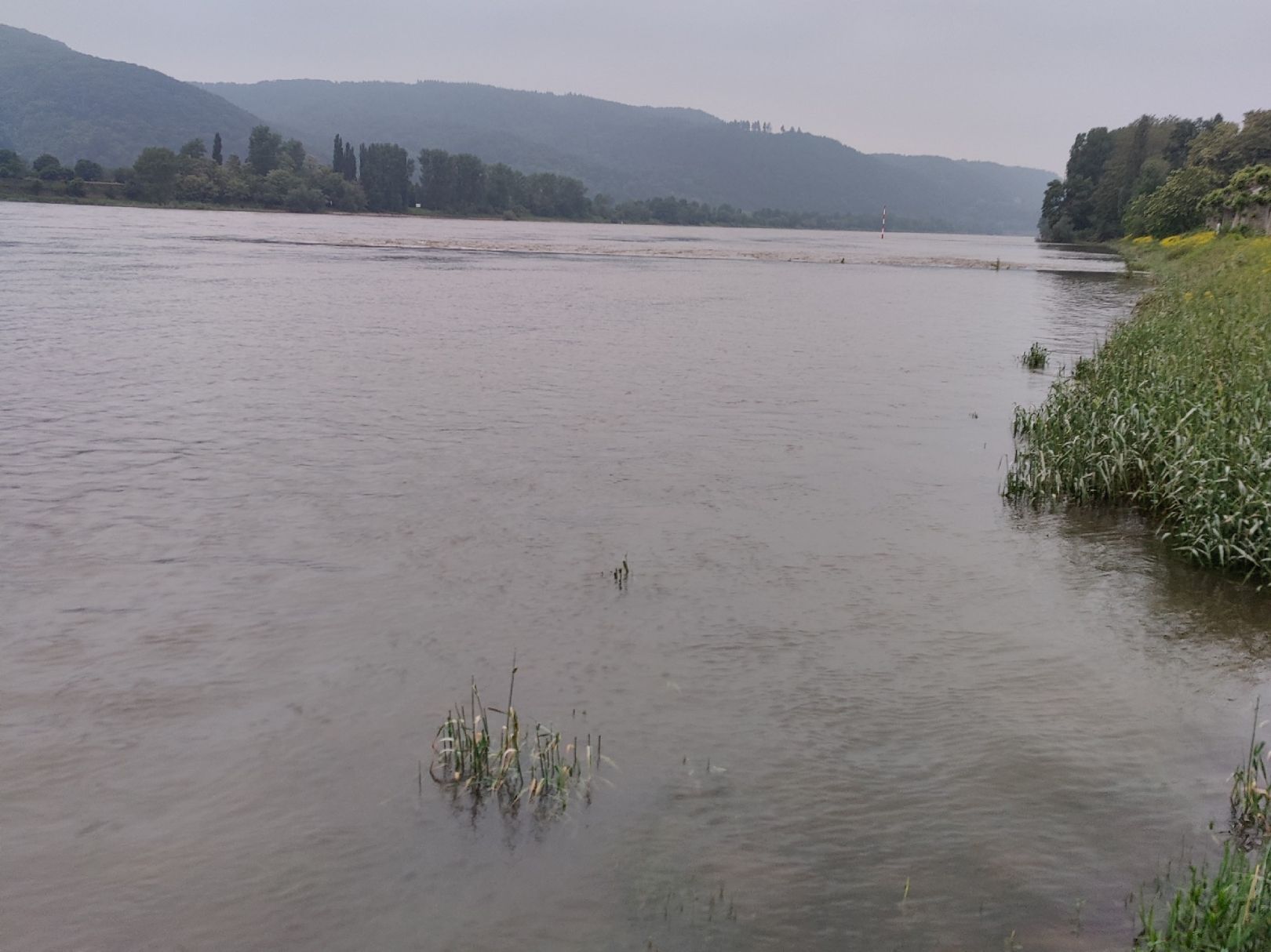 Rhein (Andernach) angeln