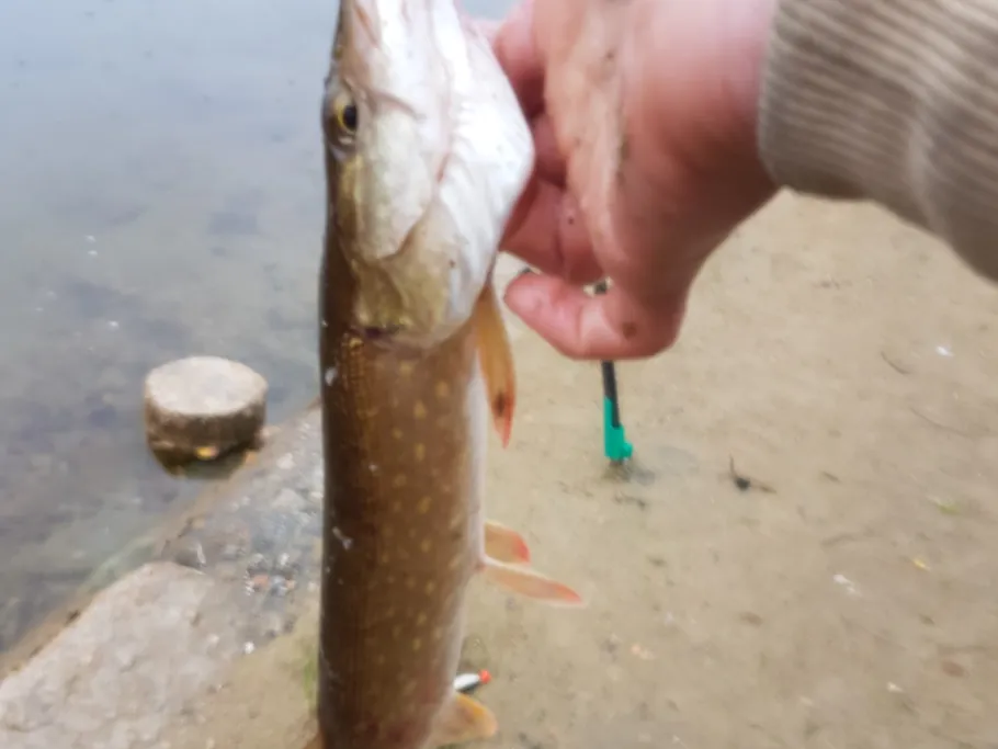 Pastorenlöcher (Hohenferchesar) angeln