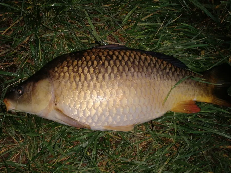 Regnitz (Erlangen) angeln