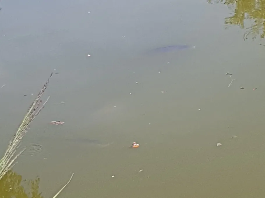 Eisenbahnweiher (Neuses) angeln