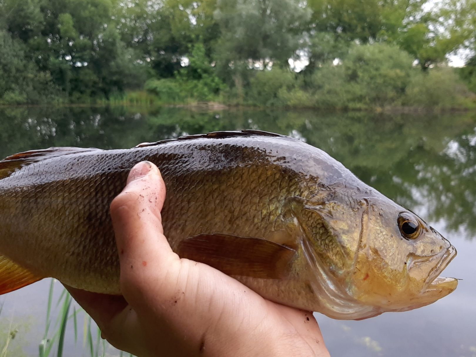 Teich Kransevitz angeln