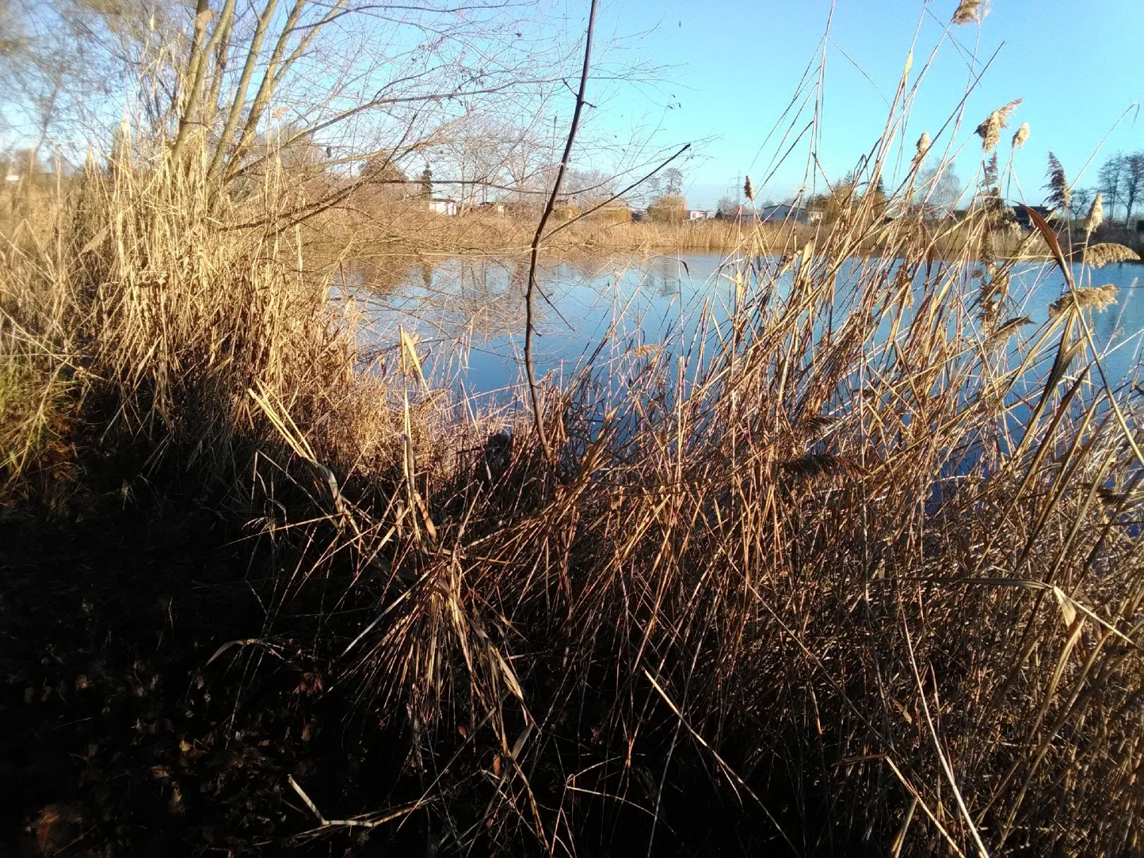 Mühlteich (Zwintschöna) angeln