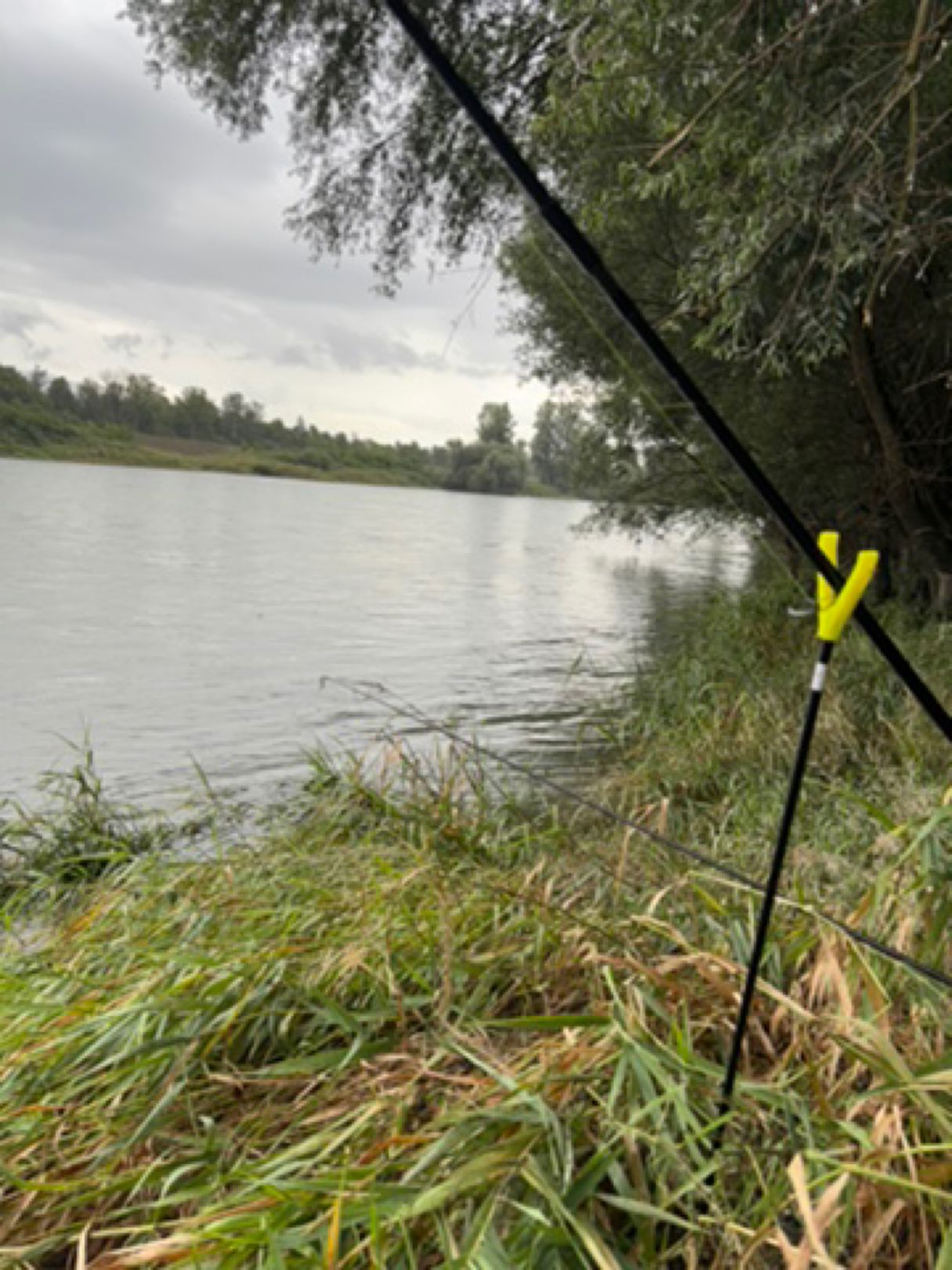Rheinseitenkanal (Chalampé) angeln