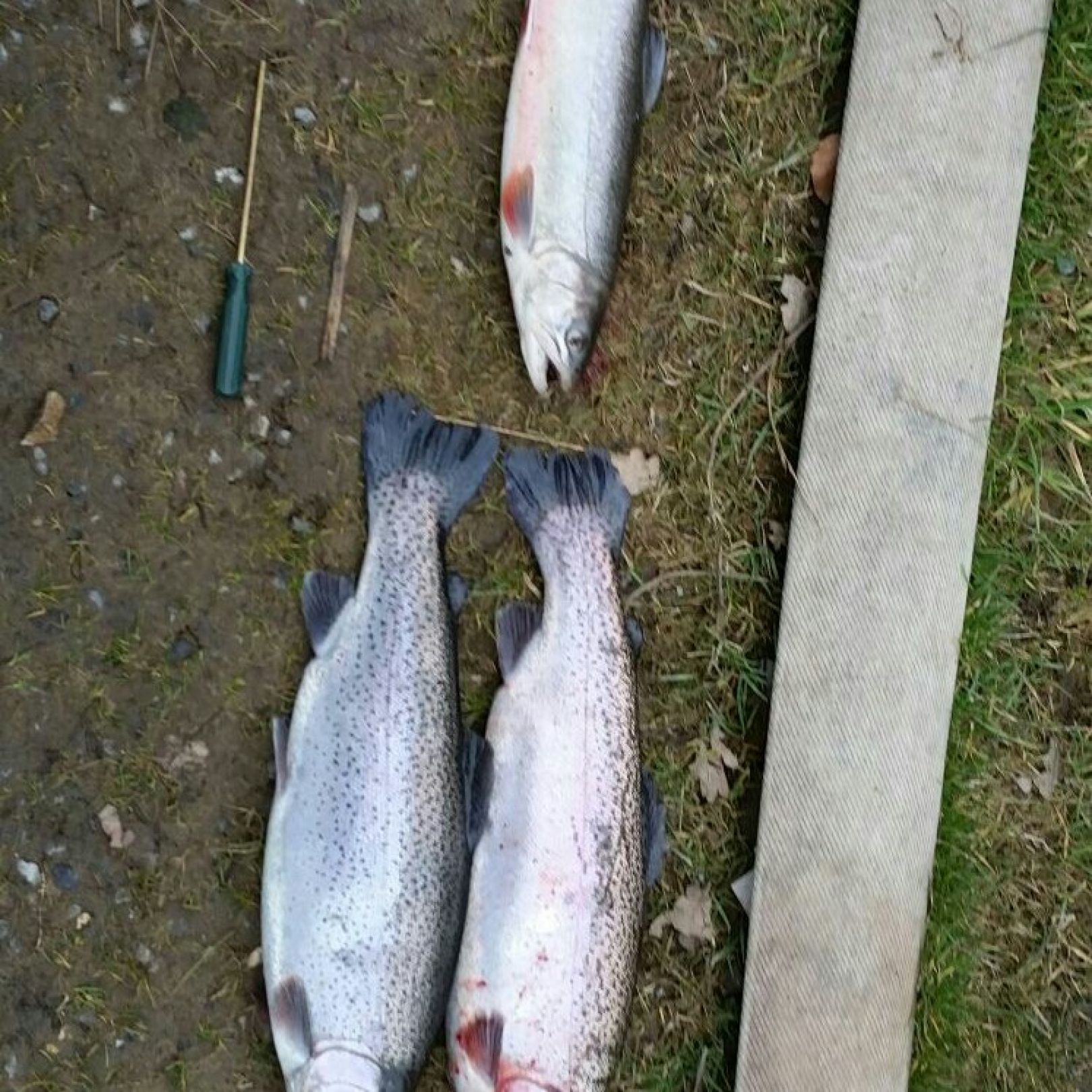 Niederbergische Fischzucht angeln