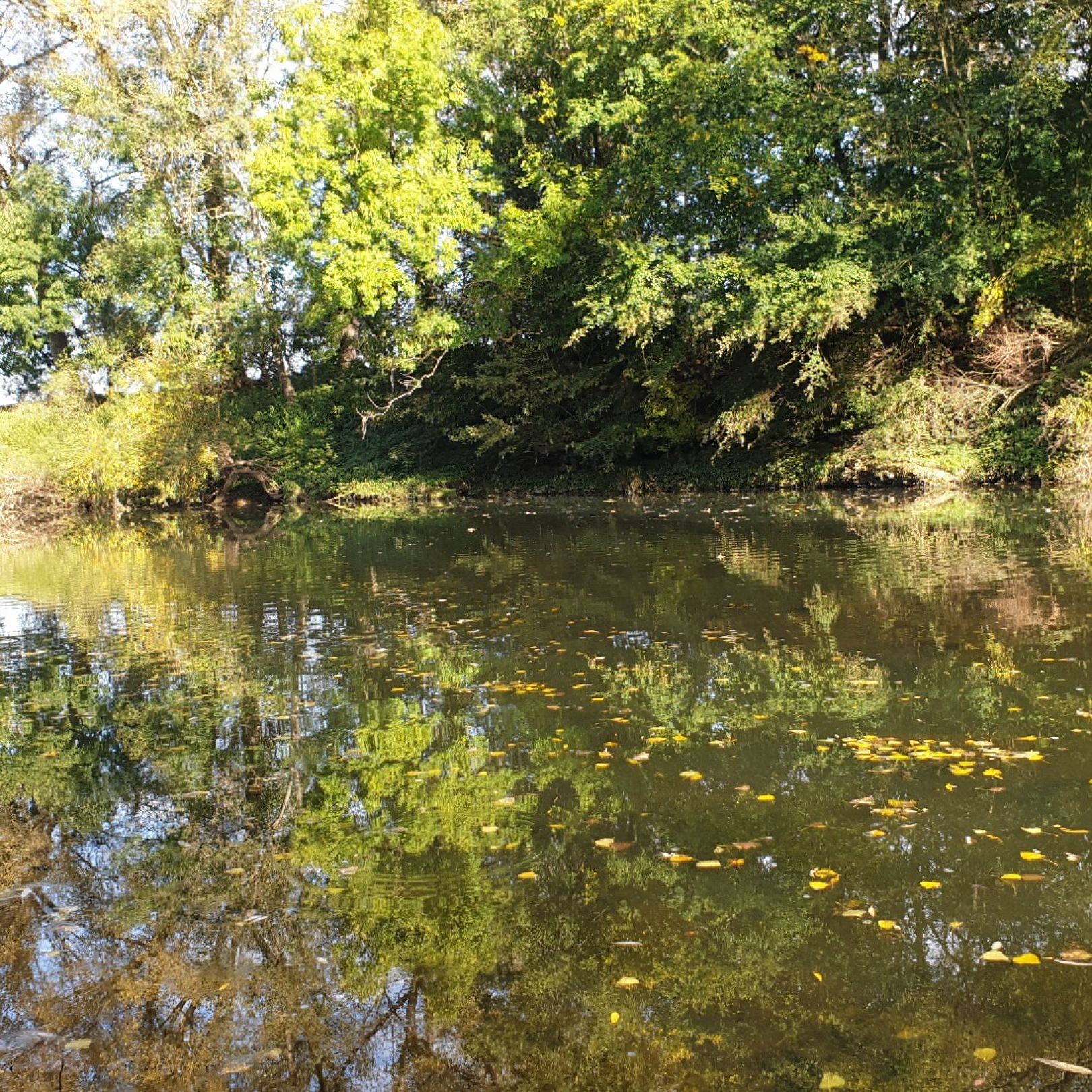 Alter Neckar (Freiberg am Neckar) angeln