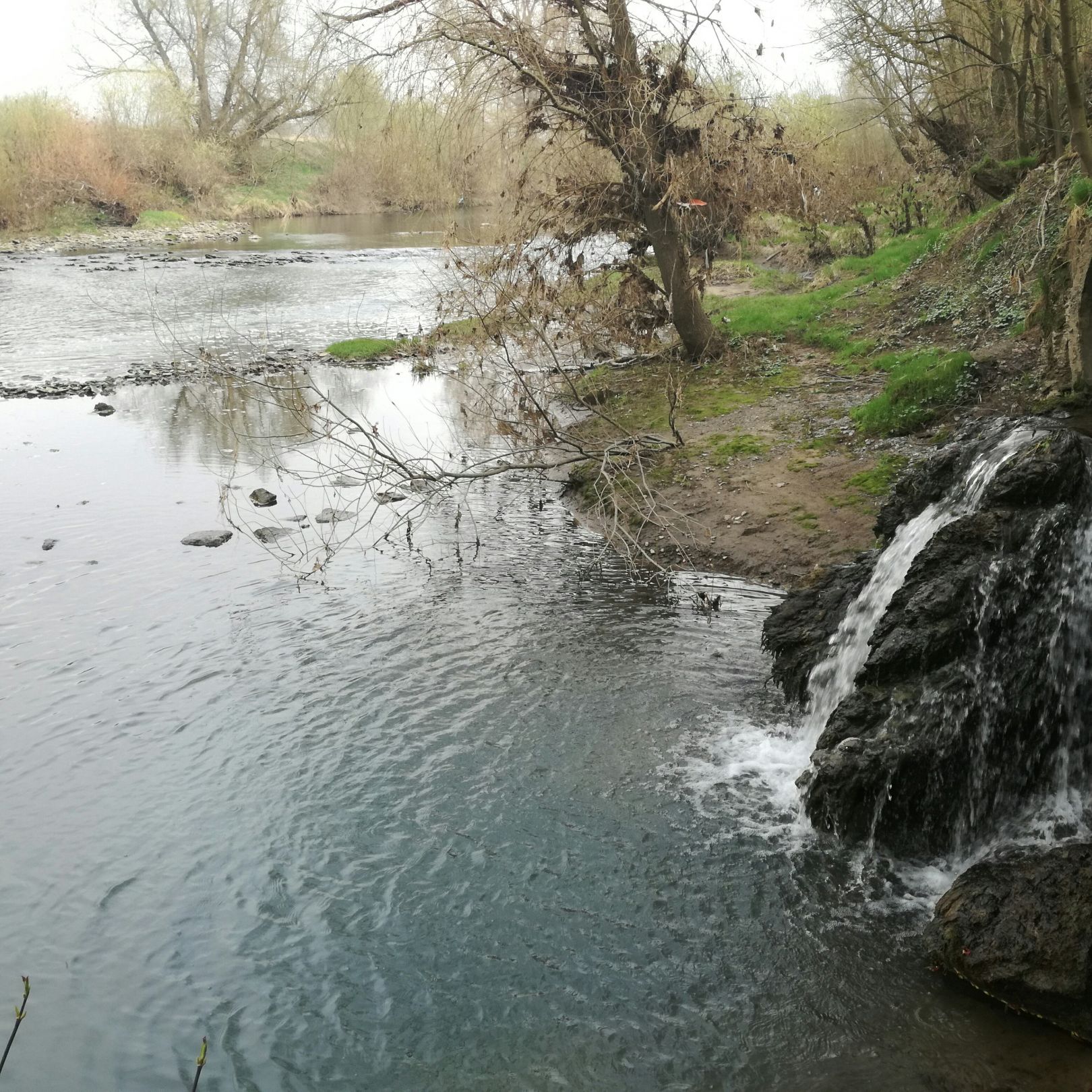 Alter Neckar (Freiberg am Neckar) angeln