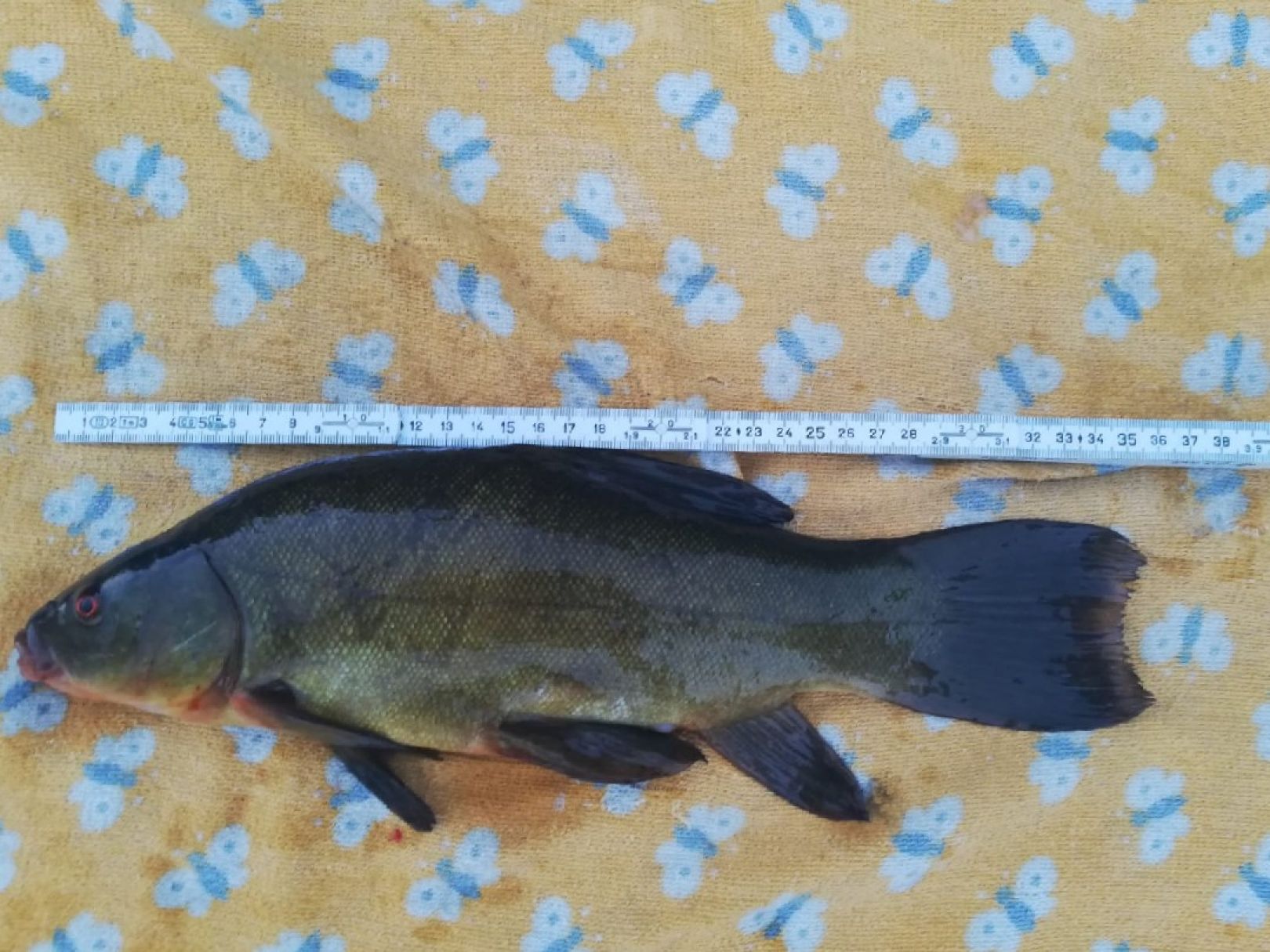 Dorfteich Zwintschöna angeln