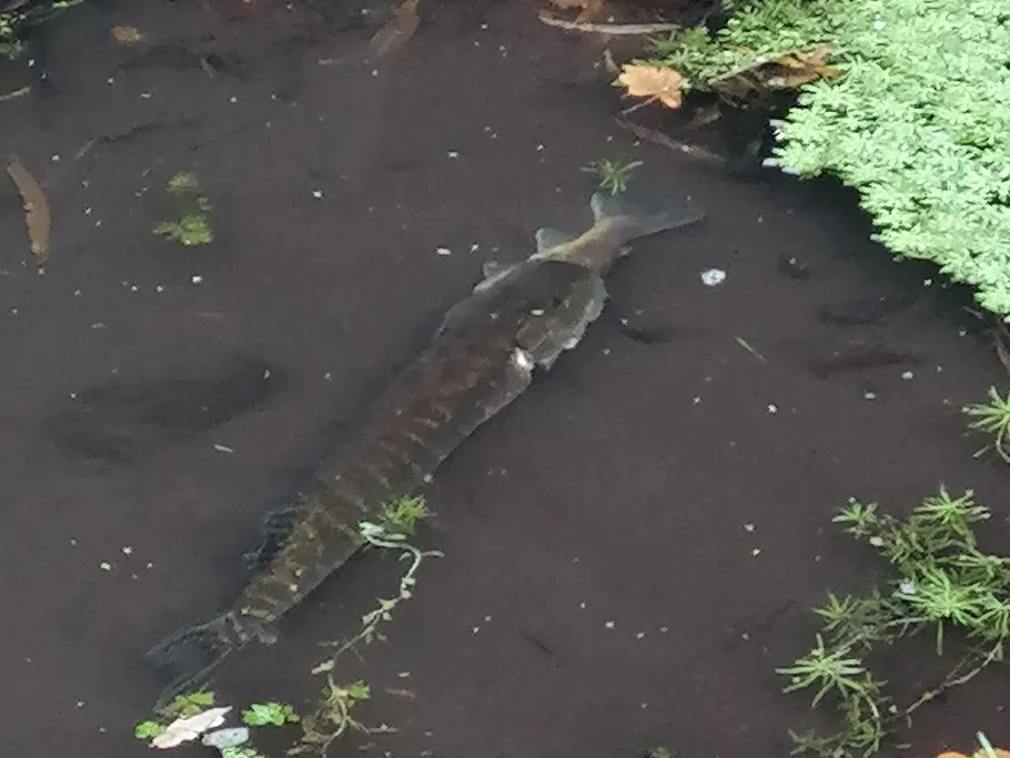 Ilmenau (Jastorf) angeln