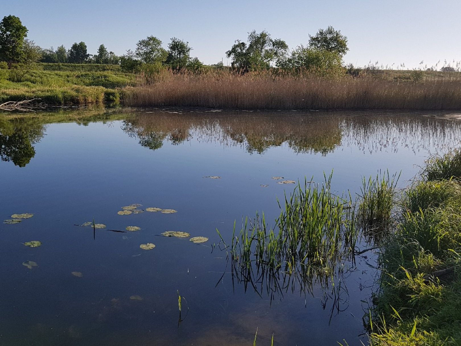 Biederitzer See (Umflutehle) angeln