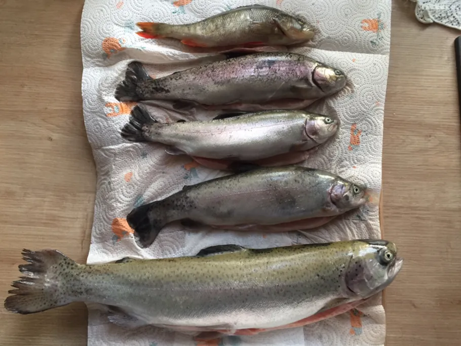 Angelteich Vierbuchermühle angeln