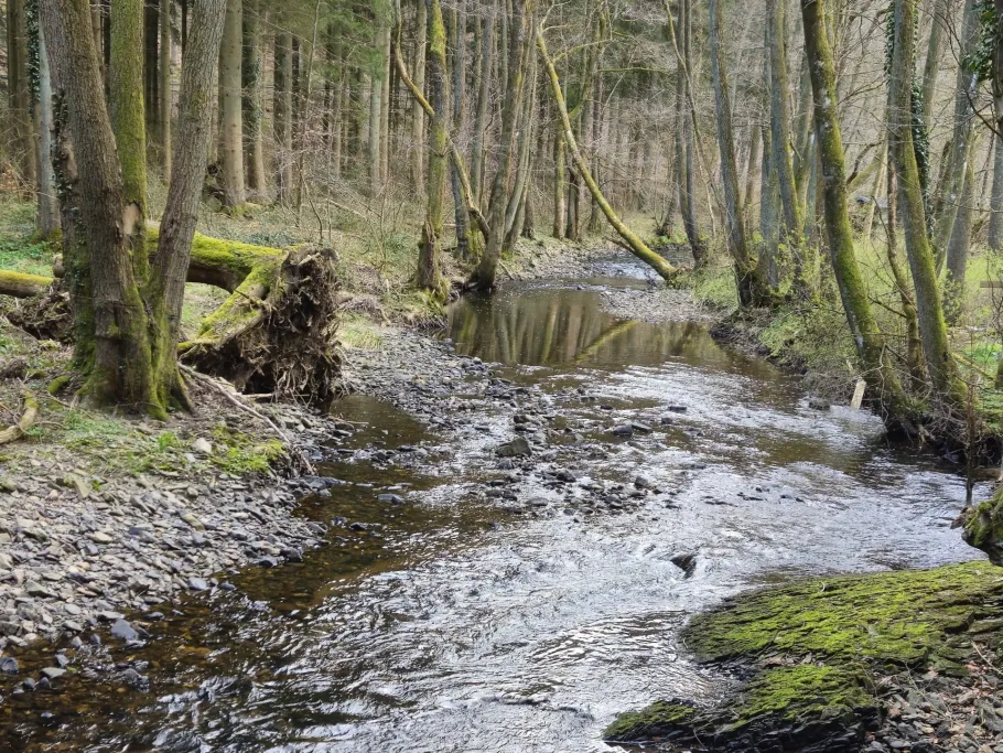 Vichtbach (Stolberg) angeln