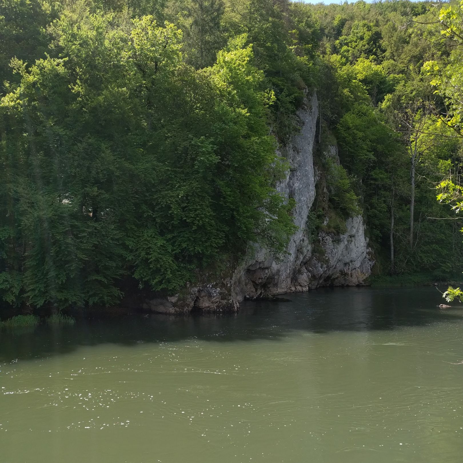 Donau (Fridingen) angeln