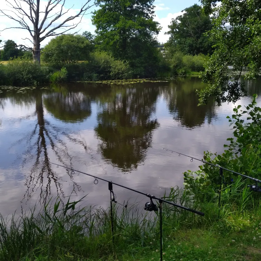 Regen (Roding) angeln