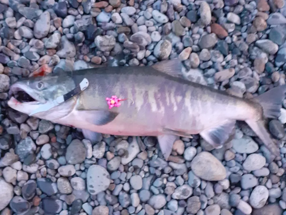 Kitimat River angeln