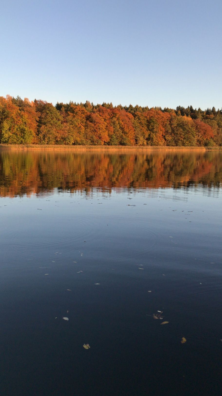 Ellbogensee (Priepert) angeln