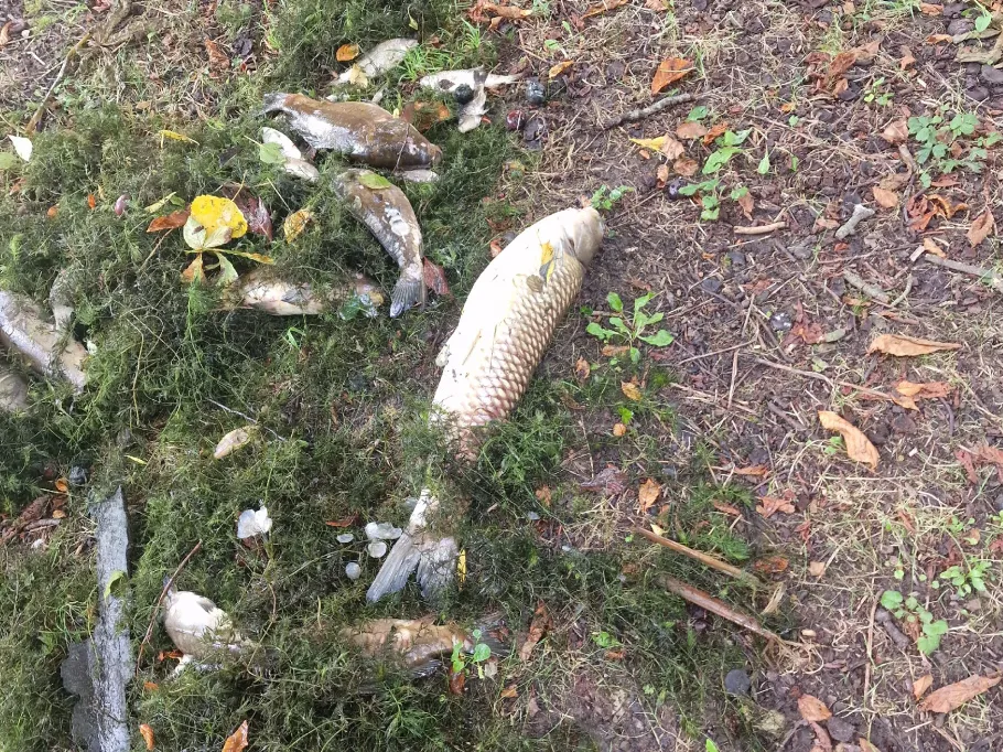 Schlossteich Klosterhäseler angeln
