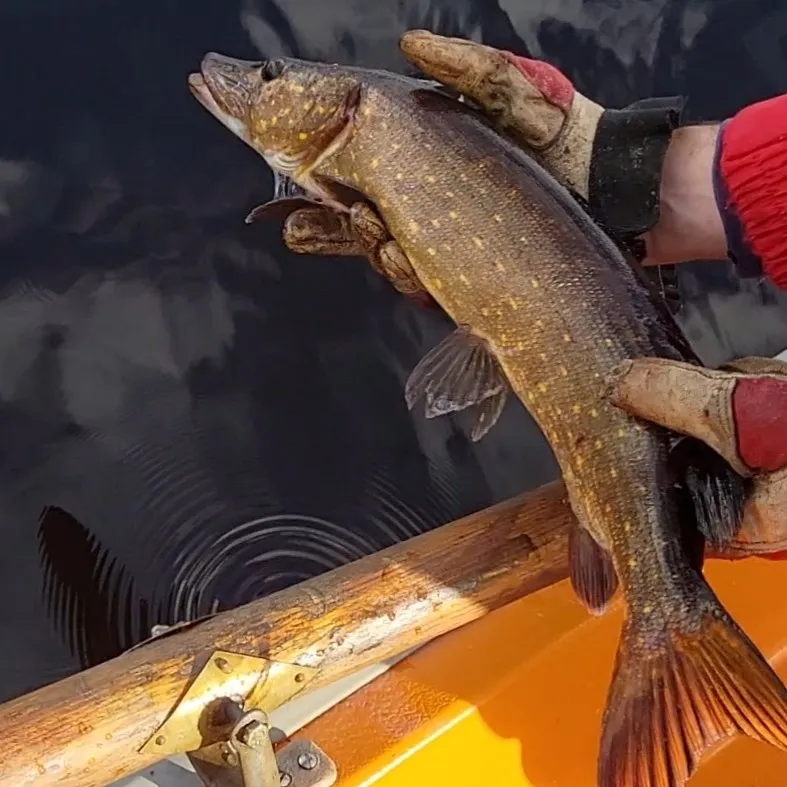 Visjön (Ödeshög) angeln